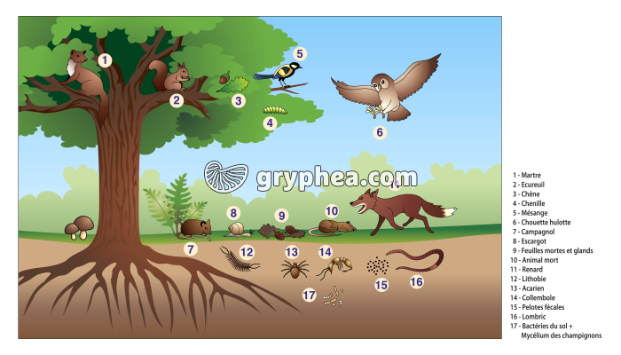 Réseau alimentaire de la forêt (à compléter) - infographie - gryphea.org